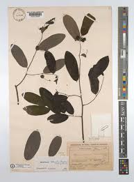 Image result for Monanthotaxis