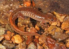 Image result for Macrotyloma rupestre × densiflo