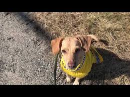 Exploring long beach with your pet. Pin On Nyc Dogs That Made It Out Of The Shelter Now Need Fosters Or Adopted
