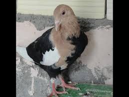 Pigeon Colour Breeding Youtube