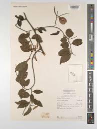 Image result for Ventilago