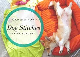 Some stitches dissolve over time; How To Care For And Keep Dog Stitches Clean After Surgery Pethelpful