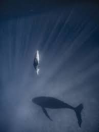 Daily Dozen Photos National Geographic Your Shot National Geographic Photography Wildlife Photography Underwater Scene