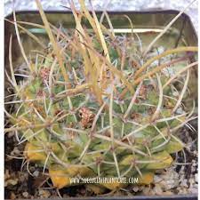 Will survive a few years of neglect by not watering it. Why Does A Cactus Turn Yellow And Brown How To Save It Succulent Plant Care