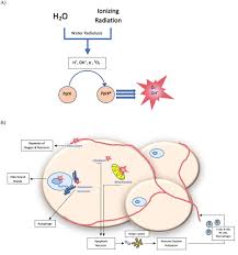 Image result for Porfimer