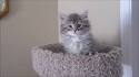 Siberian Cat Breed Profile | Petfinder