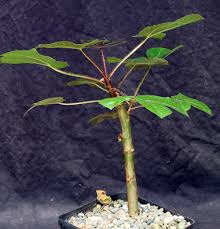 Image result for Jatropha gossypiifolia