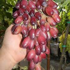 Meski hanya memiliki luas tanam 1 x 1 meter, anda bisa menanam anggur dengan sistem merambat vertikal (tegak lurus ke atas). Jual Bibit Tanaman Import Induk Anggur Impor Manicure Finger Siap Di Buahkan Jika Mnat Slhkn Wa 0882 5803 2657 Harga 1 200 000 Jualbib Garden Manicure Grapes