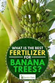 We are thinking it was too much manure, as you do not say how old the orchard is but as time goes on, compost (made up of leaves, wood, greens) but not necessarily manure is good for your trees. What Is The Best Fertilizer For Banana Trees Garden Tabs
