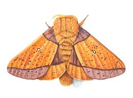 Image result for Mohria marginalis