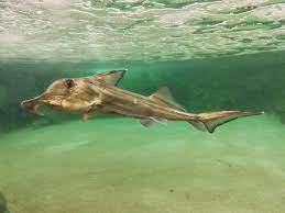 This can include various species of shark, but the most commonly observed within the confines of a cage are the great white shark and the bull shark, which are both known to be aggressive at times. Cape Elephantfish Wikipedia