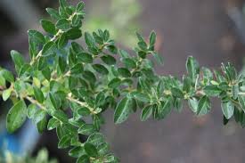 Image result for Ligustrum sinense
