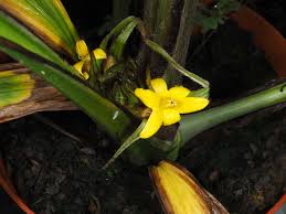 Image result for Curculigo latifolia