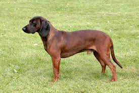 Image result for anglický barvář