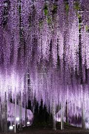 Lifeisverybeautiful Ashikaga Flower Park Tochigi Japan Via Ganref Flower Landscape Wisteria Tree Purple Garden