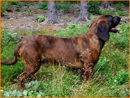 Image result for hannoverský barvář