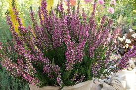 Ein wintergarten ist der traum vieler hausbesitzer [foto: Winterpflanzen Fur Balkonkasten 16 Schone Winterblumen Fur Balkone