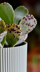 Image result for Kalanchoe marmorata