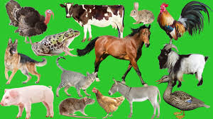 Learn Farm Animals Names And Sounds With Cartoon Characters For Kids Handplaytv Learn Animals