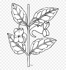Flowers Borders Clipart Sampaguita Outline Of A Flower Hd Png Download 655x800 1728347 Pngfind Receive vector and graphics resources updates in your inbox. flowers borders clipart sampaguita