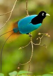 Bird Of Paradise Papua New Guinea Pin On Birds