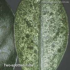 Check spelling or type a new query. Citrus Pest And Disease Problems Solutions To Citrus Problems Searles Gardening