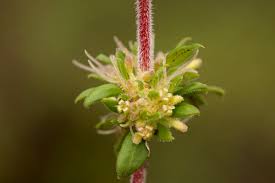 Image result for Anthospermum