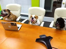 Happy Friday And Nationaltakeyourdogtoworkday Share A Picture Of Your Dog At Work With You Today Tydtwd Enfield Furryfriends