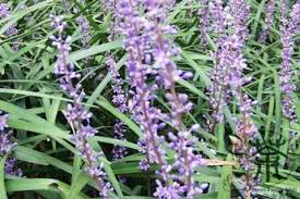 Image result for Tabernaemontana inconspicua