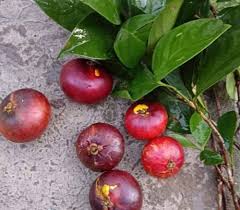 Image result for Garcinia pachyclada