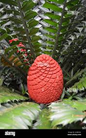 Image result for Encephalartos ferox