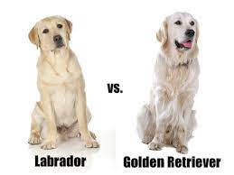 Which Dog Is Better Golden Retriever Vs Labrador Retriever 123 Golden Retriever Labrador Retriever Labrador