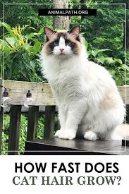 Like people, your cat can be allergic to food, insect bites, medicines, dust, or pollen. How Fast Does Cat Hair Grow In 2021 Grow Hair Cat Hair Loss Cats