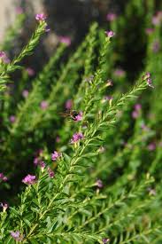 Image result for Cuphea carthagenensis