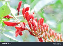 Image result for Erythrina fusca