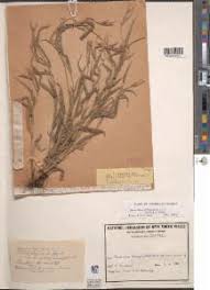 Image result for Hackelochloa granularis