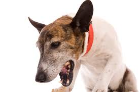 Cancers that commonly metastasize to the lungs include How To Treat Pneumonia In Dogs