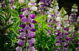 Image result for Lupinus mexicanus