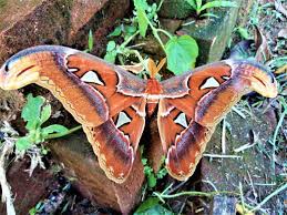 The private bathroom has hot shower. Atlas Moths English Kupu Kupu Gajah Indonesian Bambang Gegasang Aceh Steemkr