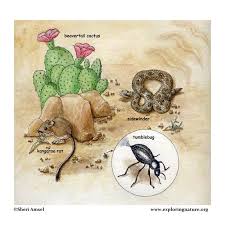 Which animals live in the desert? Death Valley And The Mojave Desert
