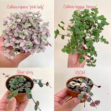 Callisia repens variegata 'bianca' #b description · *this listing is for 1 x callisia repens variegata 'bianca' plant, well established currently growing in a 100mm nursery pot. Heads Up Please Follow Plant Positivity With Rowe Facebook