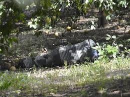 Sicarios irrumpen en fiesta familiar y matan a 10, en veracruz. Descubren Cuerpo Sin Vida En Rancho De Martinez Meganoticias