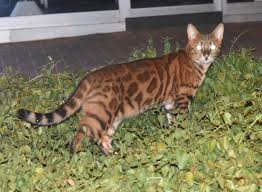 The asian leopard cat, also known as mokave cat, is a small wild cat breed mainly native to south and east asia. A Beautiful Stray Cat Like A Tiger Leopard Steemit