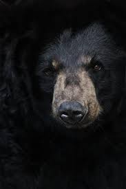 American Black Bear Ursus Americanus Animals Black Bear Animals Beautiful