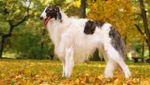 Considered a glamour pet, borzoi is actually a large and strong hunting dog. Borzoi Native Breed Org