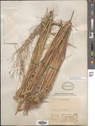 Image result for Panicum graciliflorum