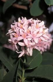 Image result for Dais cotinifolia