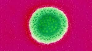 Image result for Lassa Fever