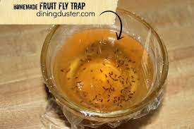 Fruit Fly Trap Fruit Fly Trap Fruit Fly Trap Diy Diy Fruit Fly Trap