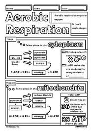 Aerobic Anaerobic Respiration Biology Doodle Sheet Guided Visual Notes Biology Lessons Biology Classroom Teaching Biology